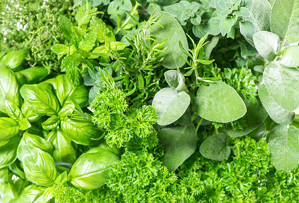 fresh herbs basil, marjoram, parsley, rosemary, thyme, sage. food ingredients